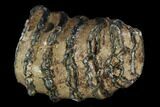 Southern Mammoth Molar Section - Hungary #123661-2